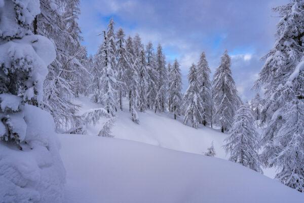 Forest in Pokljuka Plateau