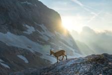 Ibex on Triglav with sun