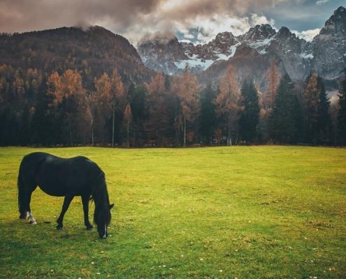 Horseback riding in Slovenia.
