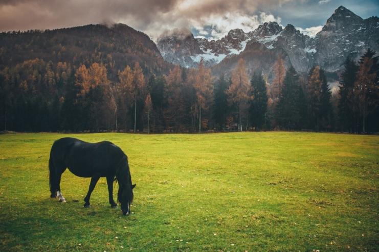Horseback riding in Slovenia.