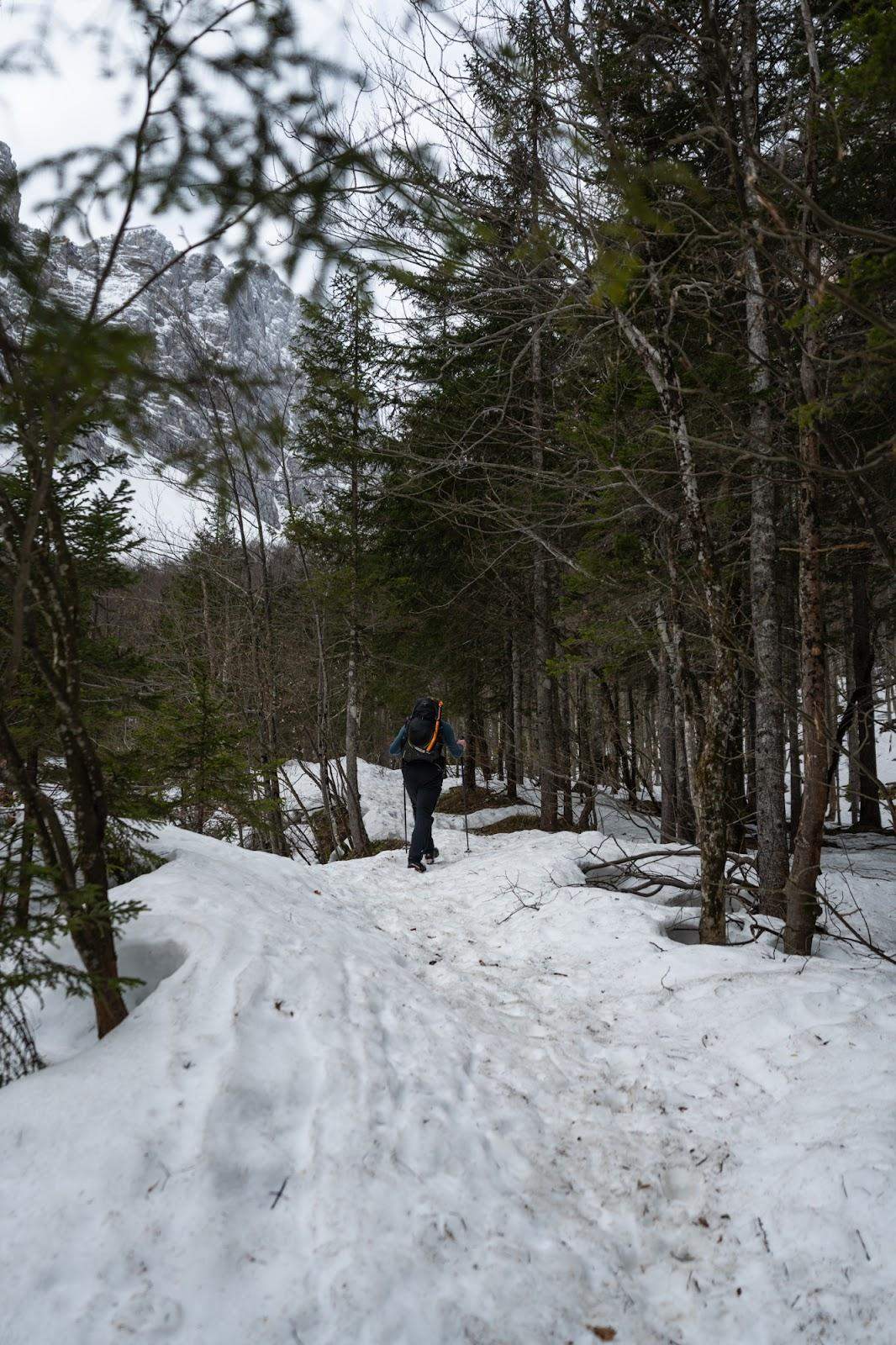 Forest under mount Triglav